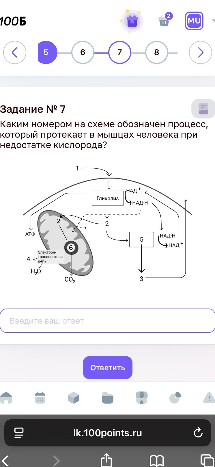 Фото задания: Задание № 7. Каким номером на схеме обозначен процесс, который протекает в мышцах человека при недостатке кислорода?