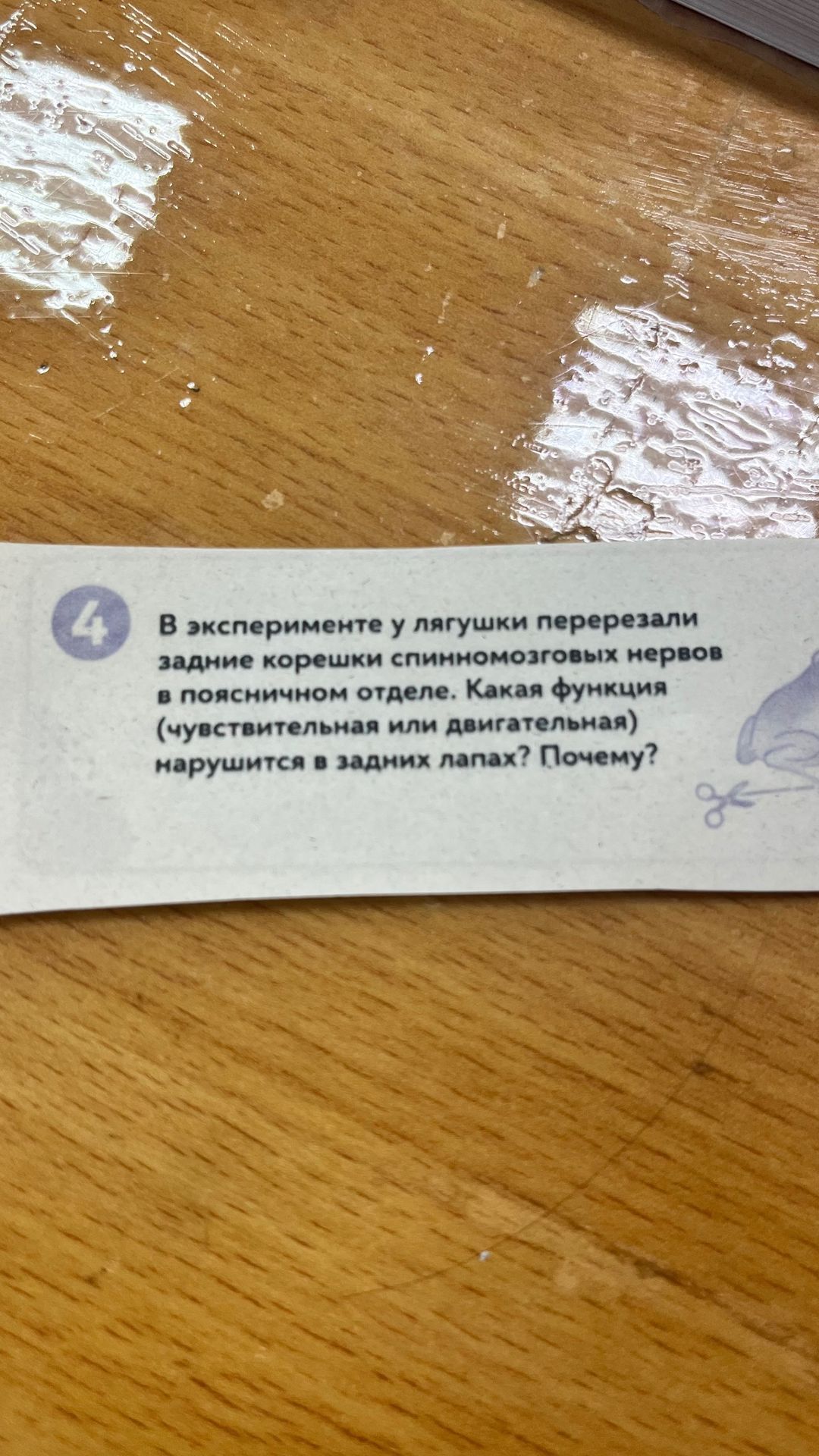 Фото задания: 4. В эксперименте у лягушки перерезали задние корешки спинномозговых нервов в поясничном отделе. Какая функция…