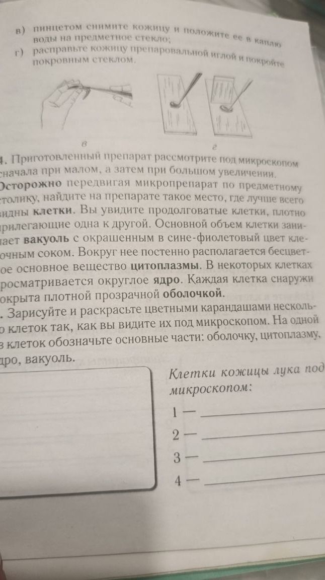 Фото задания: Зарисуйте и раскрасьте цветными карандашами несколько клеток так, как вы видите их под микроскопом. На одной из клеток…