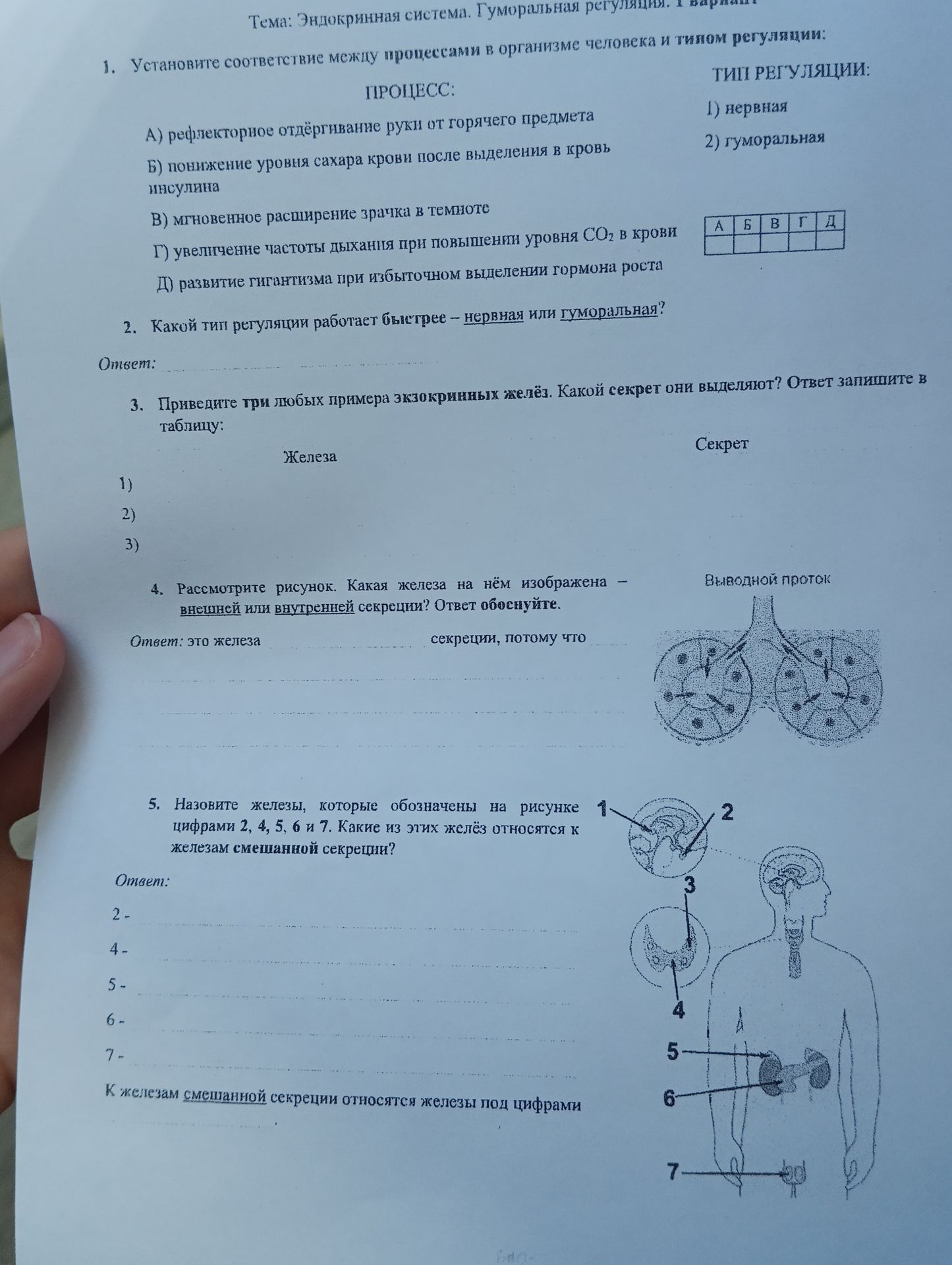 Фото задания: 1. Установите соответствие между процессами в организме человека и типом регуляции: А) рефлекторное отдёргивание руки от…