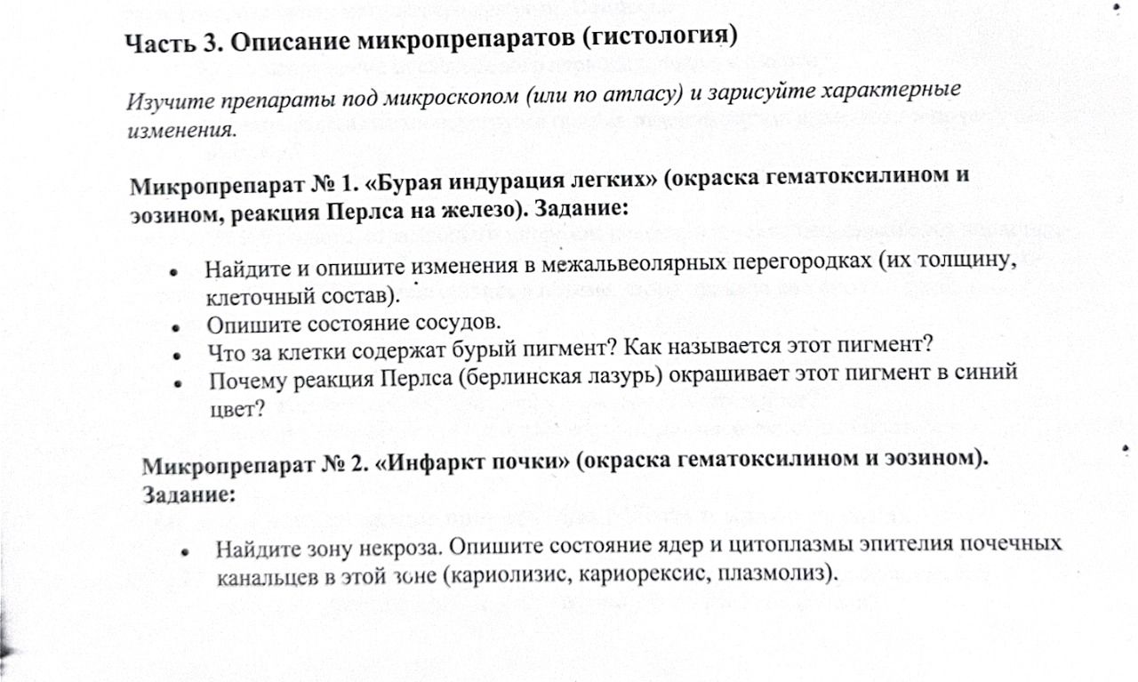 Фото задания: Микропрепарат № 2. «Инфаркт почки» (окраска гематоксилином и эозином). Задание: найдите зону некроза. Опишите состояние…