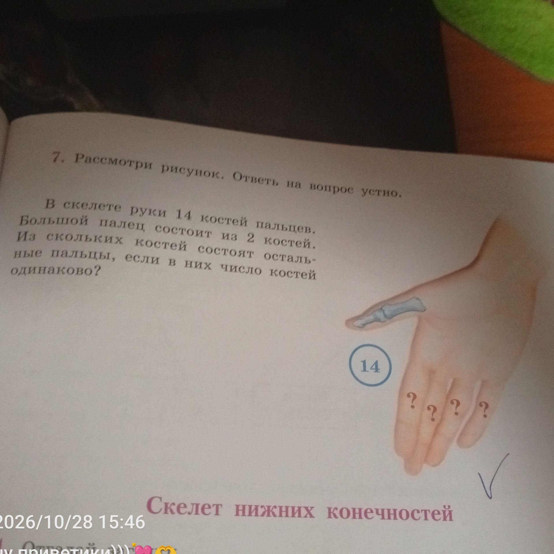 Фото задания: 7. Рассмотри рисунок. Ответь на вопрос устно. В скелете руки 14 костей пальцев. Большой палец состоит из 2 костей. Из…