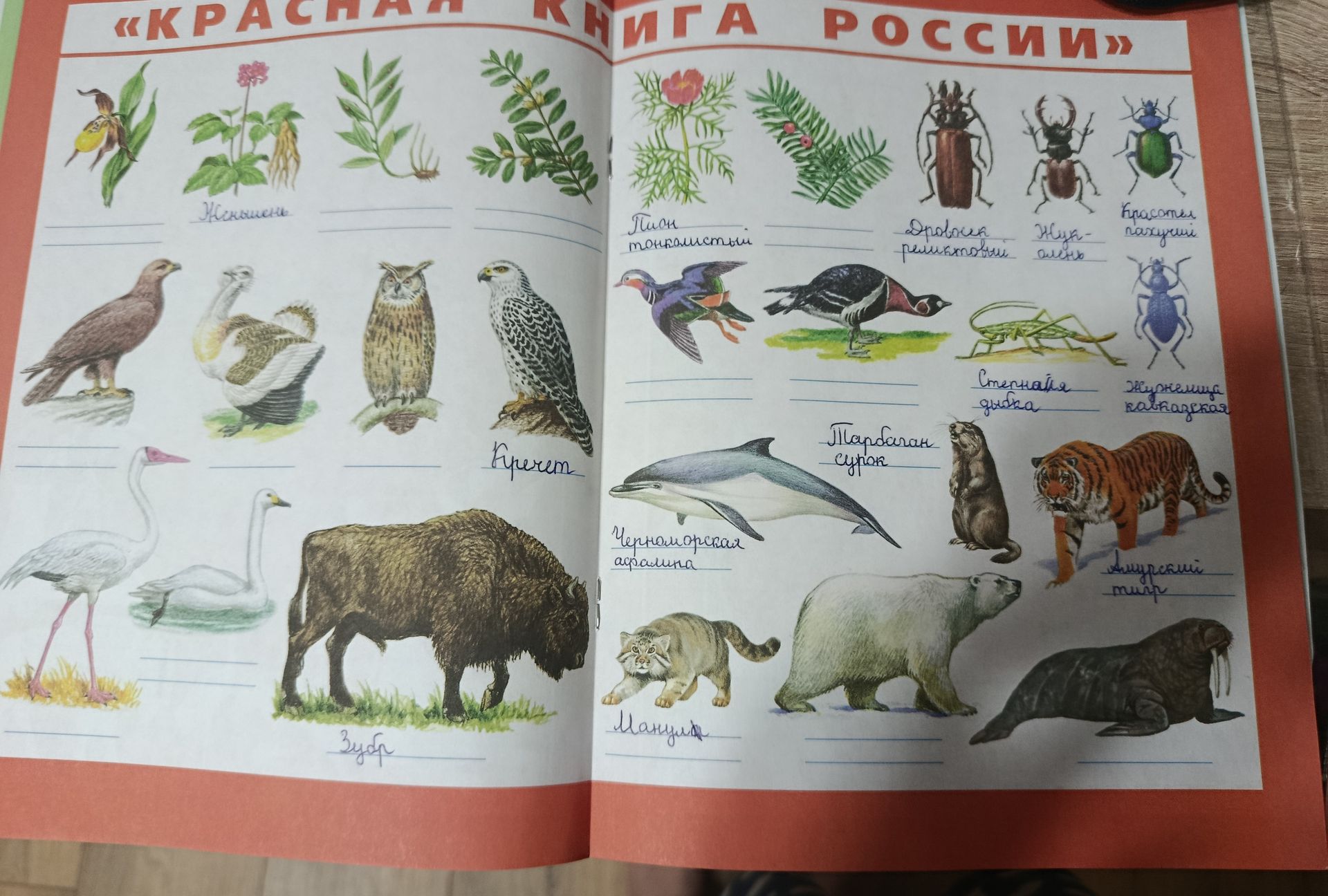 Фото задания: «Красная книга России». Подпиши изображённые растения, животных и насекомых.
