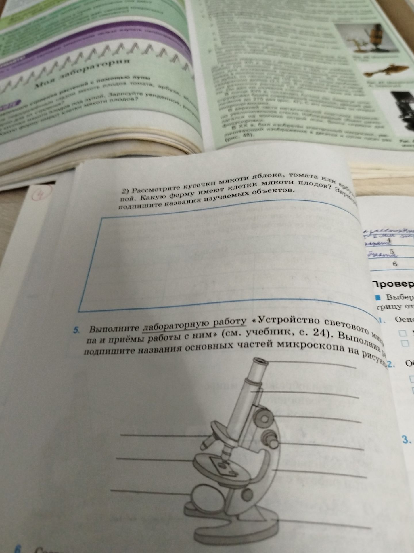 Фото задания: 2) Рассмотрите кусочки мякоти яблока, томата или [неразборчиво]. Какую форму имеют клетки мякоти плодов? Зарисуйте клетки и…