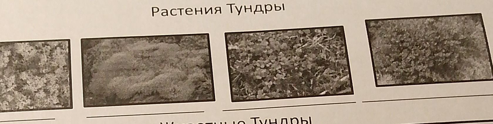 Фото задания: «Растения тундры». Подпишите растения на фотографиях.