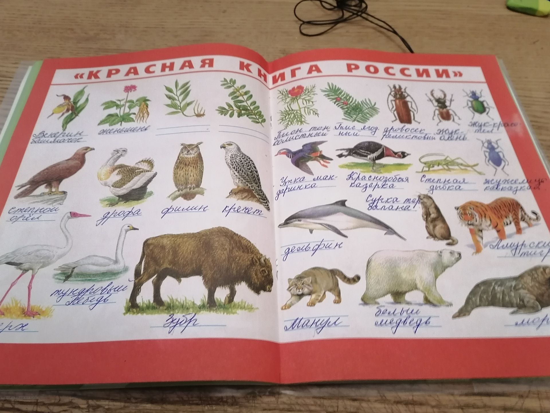 Фото задания: Назовите изображённые растения и животных Красной книги России. Часть подписей на фотографии неразборчива или обрезана.