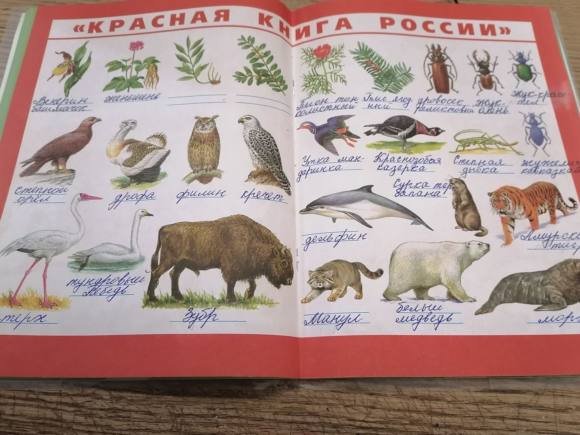 Фото задания: «Красная книга России»: подпишите изображённых редких растений и животных.