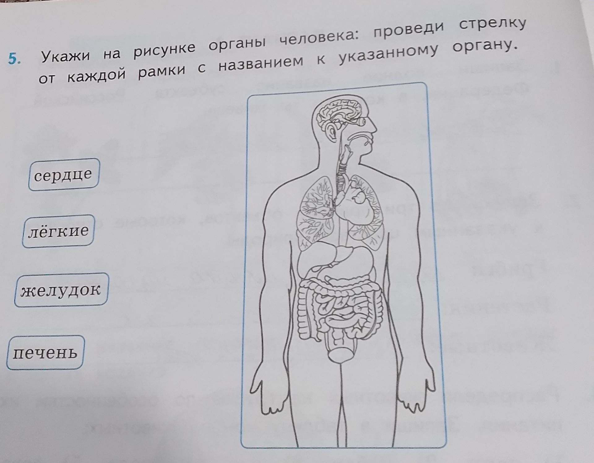Фото задания: 5. Укажи на рисунке органы человека: проведи стрелку от каждой рамки с названием к указанному органу. Названия: сердце,…