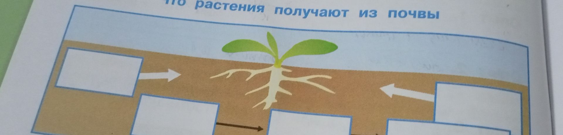 Фото задания: Что растения получают из почвы? Заполните подписи к схеме. Нижняя часть схемы обрезана.