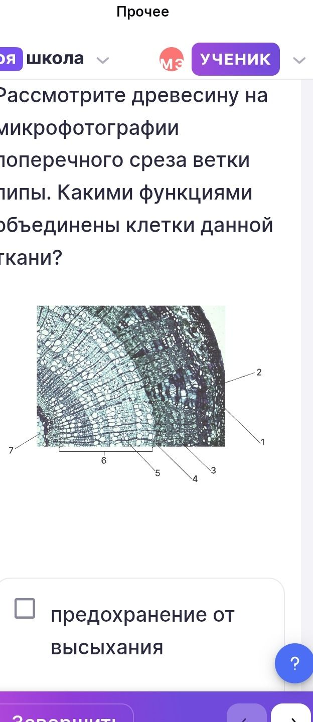 Фото задания: Рассмотрите древесину на микрофотографии поперечного среза ветки. Определите типы тканей. Какими функциями объединены…