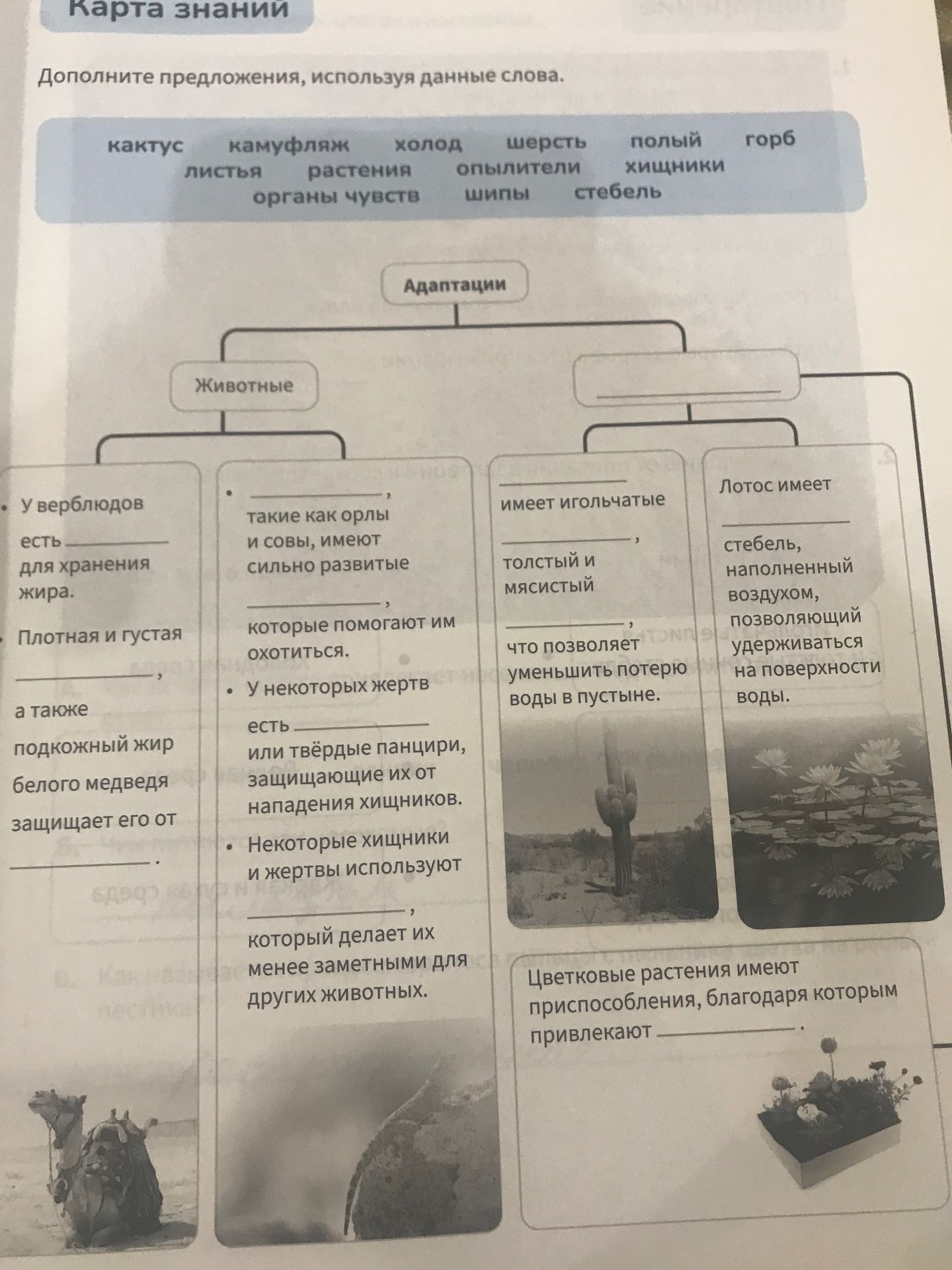 Фото задания: Дополните предложения, используя данные слова: кактус, камуфляж, холод, шерсть, полый, горб, листья, растения, опылители,…