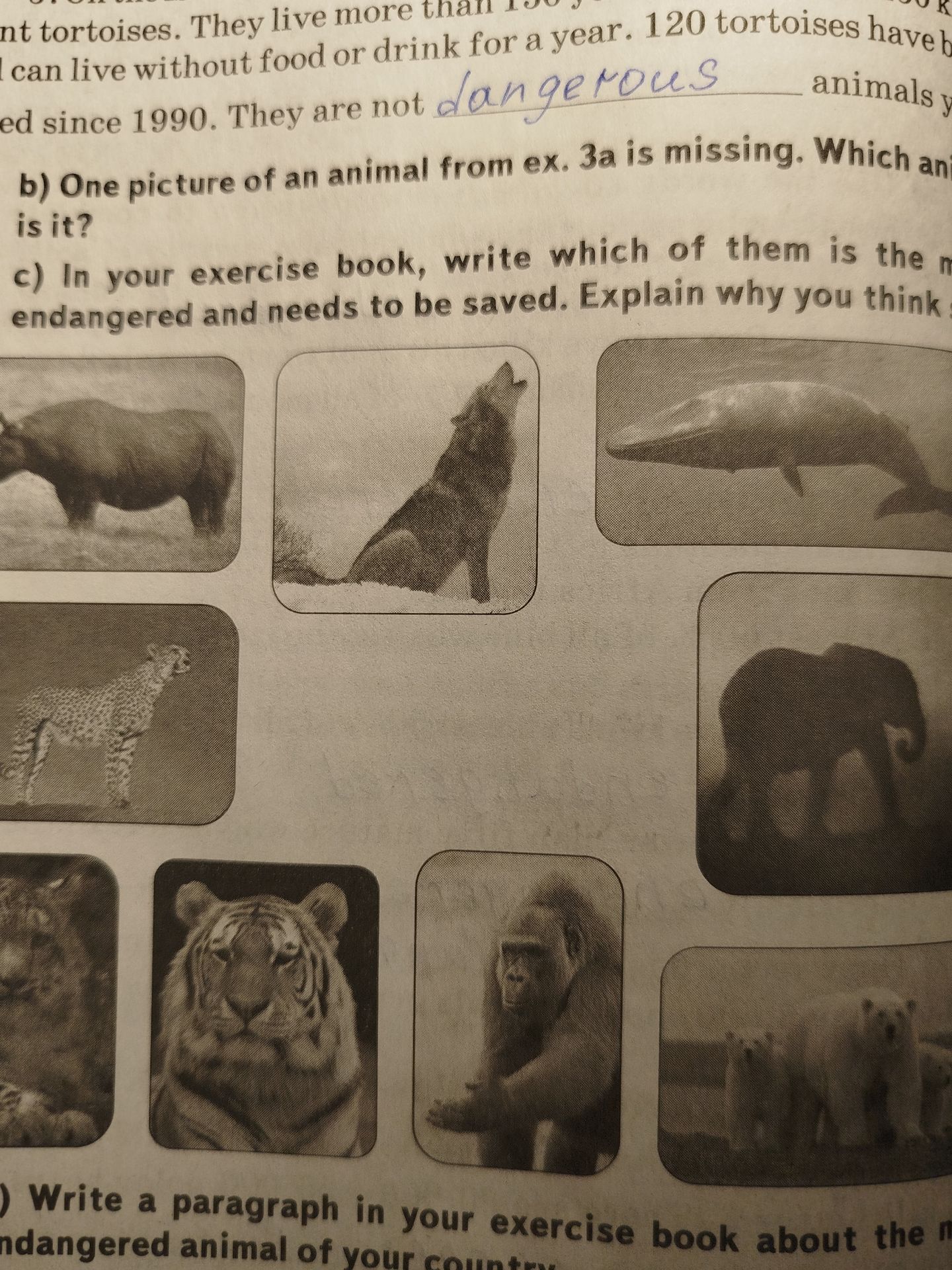Фото задания: Write a paragraph in your exercise book about the most endangered animal of your country. [The rest of the instruction is cut…