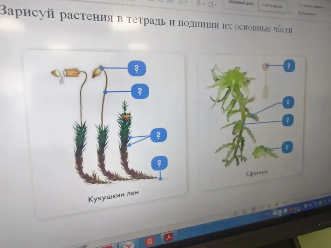 Фото задания: Зарисуй растения в тетради и подпиши их основные части.