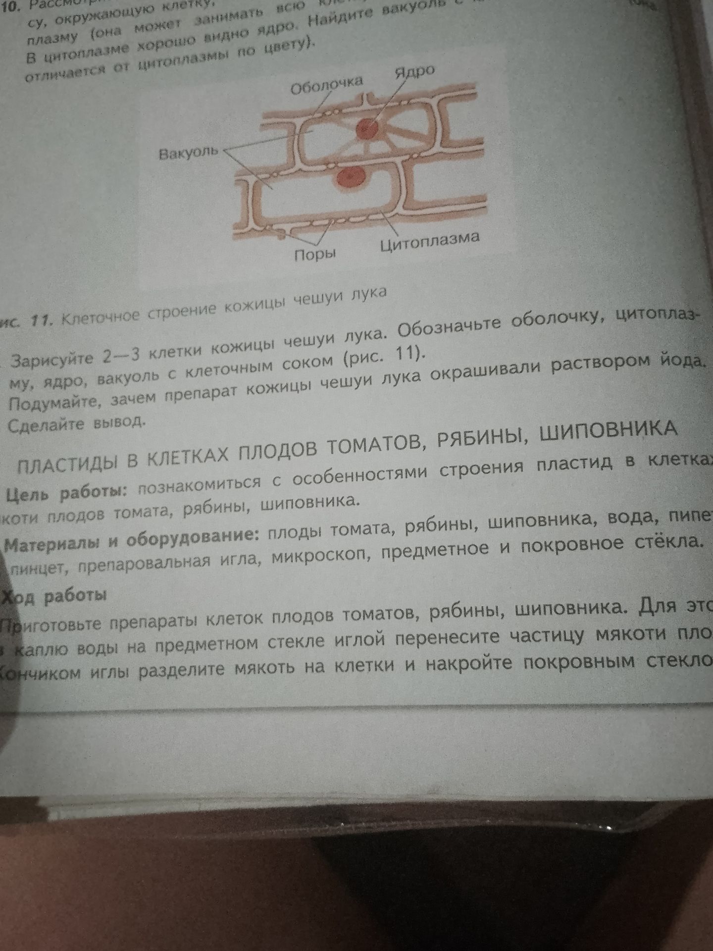Фото задания: 11. Клеточное строение кожицы чешуи лука. Зарисуйте 2—3 клетки кожицы чешуи лука. Обозначьте оболочку, цитоплазму, ядро,…