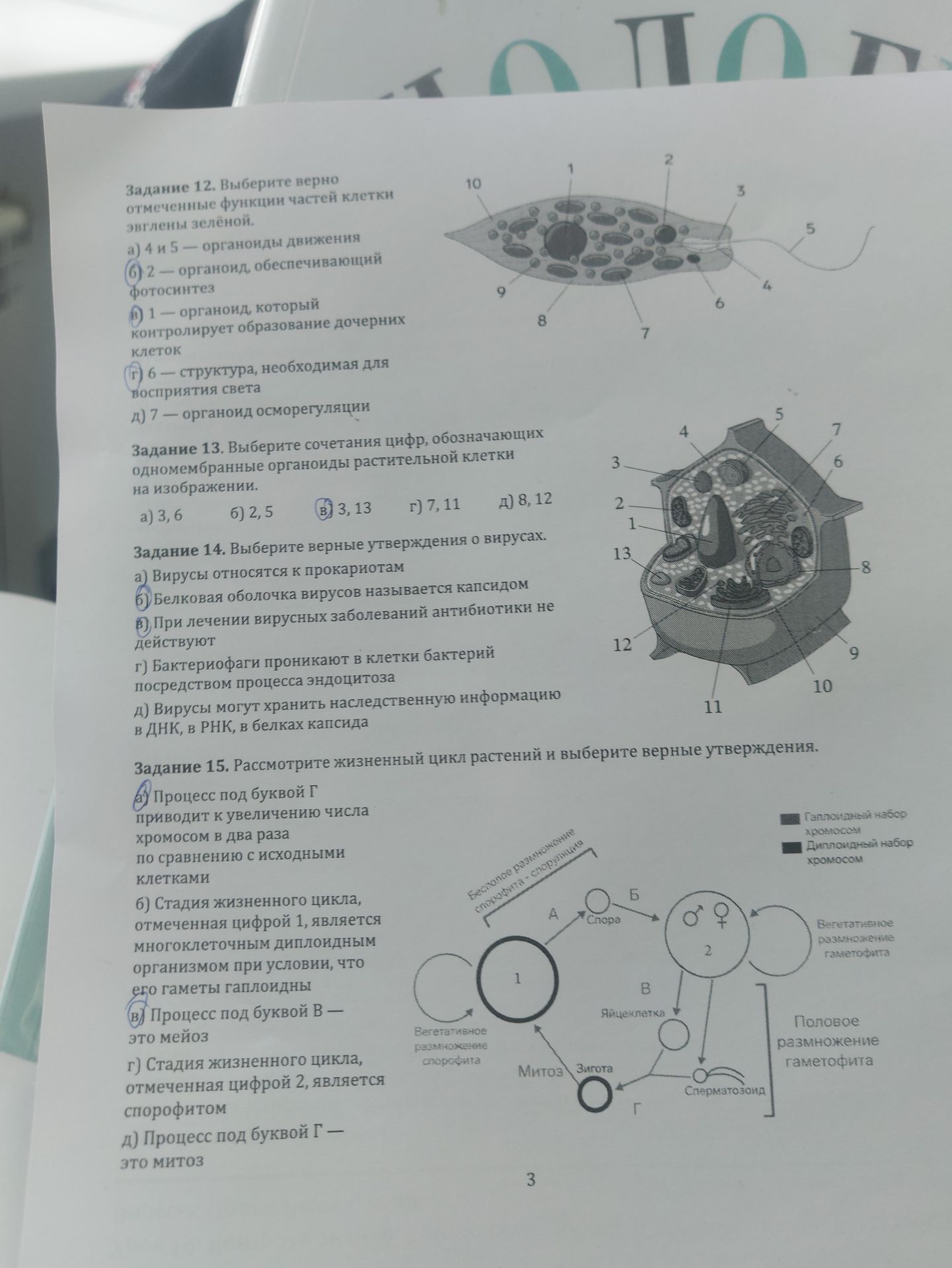 Фото задания: Задание 14. Выберите верные утверждения о вирусах: а) Вирусы относятся к прокариотам; б) Белковая оболочка вирусов называется…