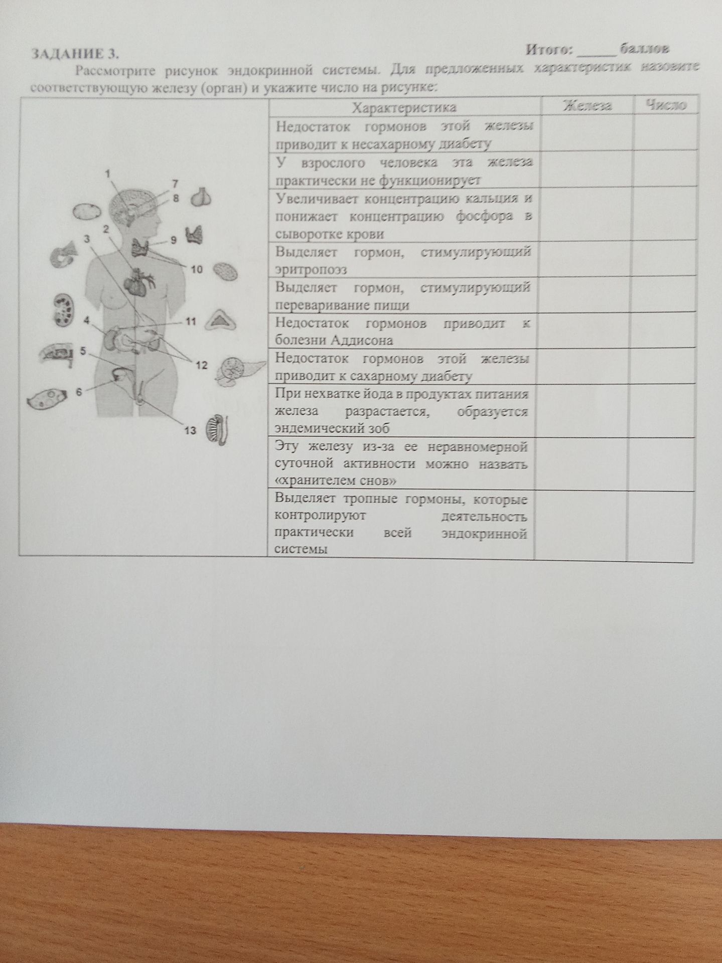 Фото задания: Задание 3. Рассмотрите рисунок эндокринной системы. Для предложенных характеристик назовите соответствующую железу (орган)…