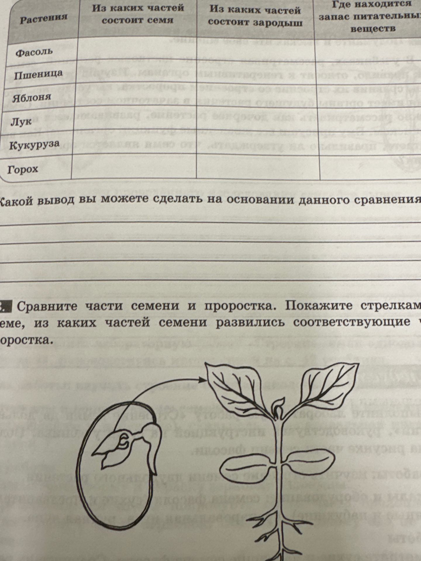 Фото задания: Заполните таблицу: укажите, из каких частей состоит семя фасоли, пшеницы, яблони, лука, кукурузы и гороха; из каких частей…