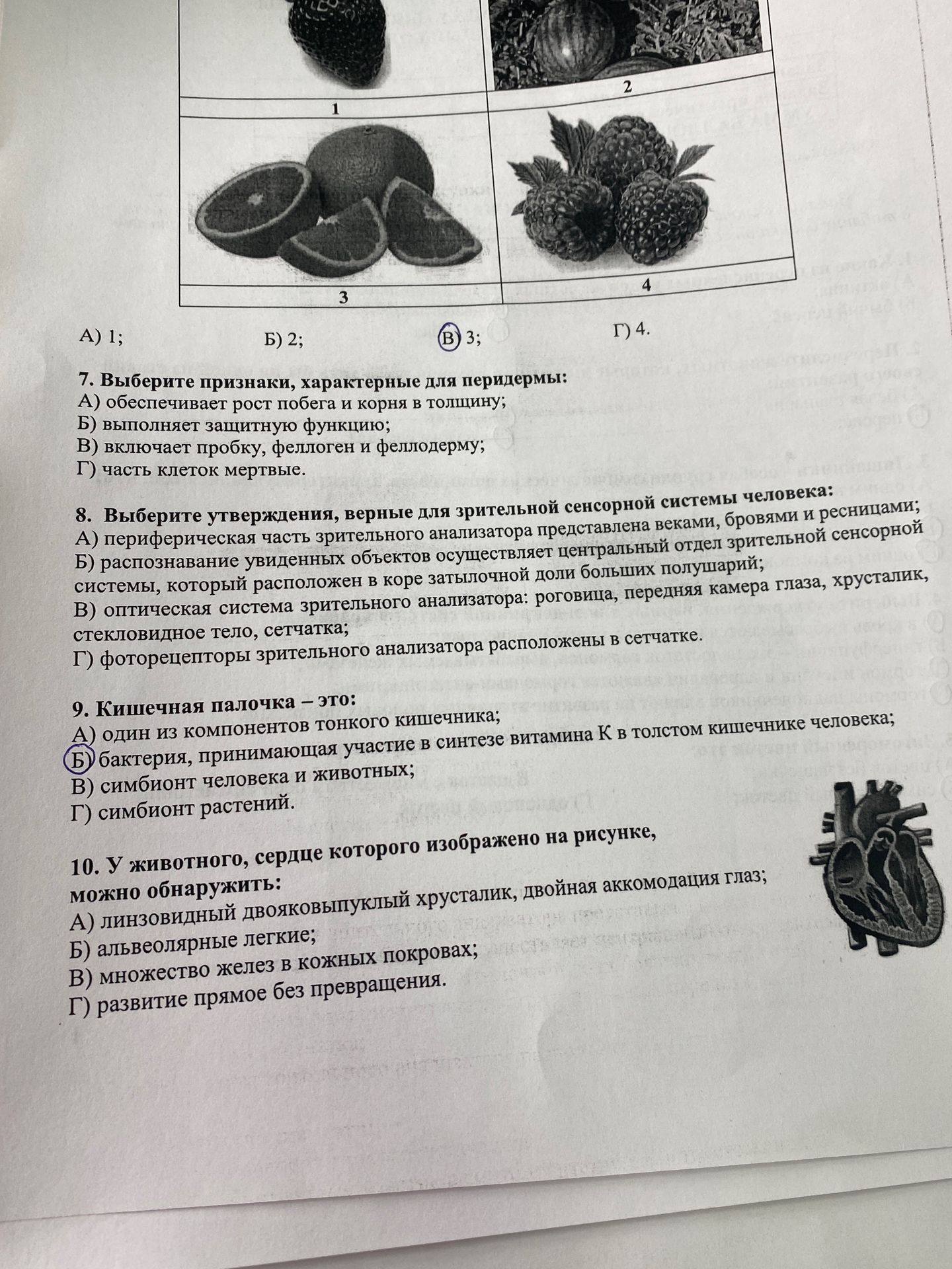 Фото задания: 8. Выберите утверждения, верные для зрительной сенсорной системы человека: А) периферическая часть зрительного анализатора…