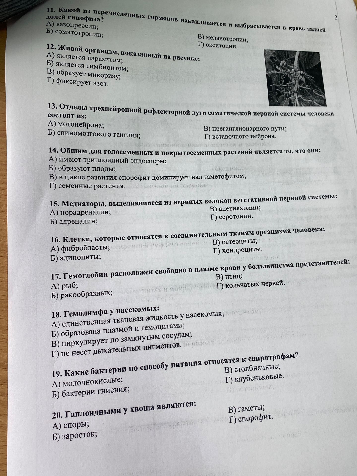 Фото задания: 20. Гаплоидными у хвоща являются: А) споры; Б) заросток; В) гаметы; Г) спорофит.