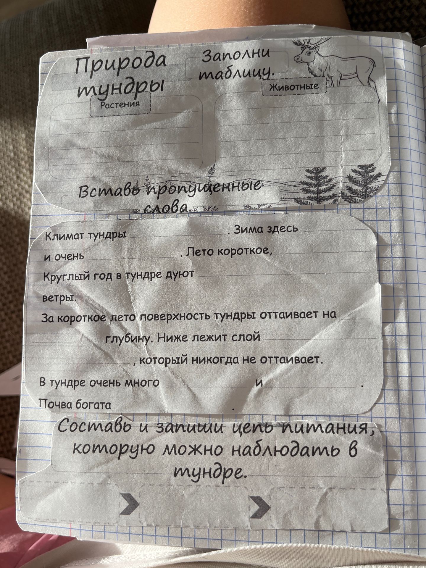Фото задания: Природа тундры. Заполни таблицу: Растения; Животные.