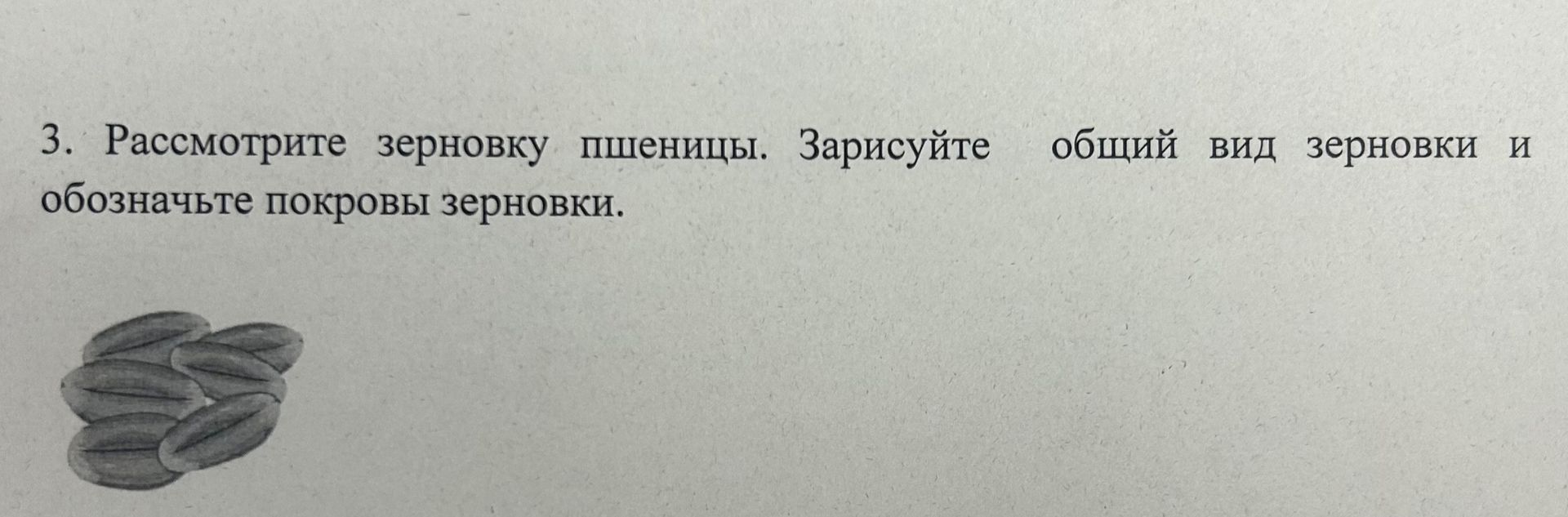 Фото задания: 3. Рассмотрите зерновку пшеницы. Зарисуйте общий вид зерновки и обозначьте покровы зерновки.