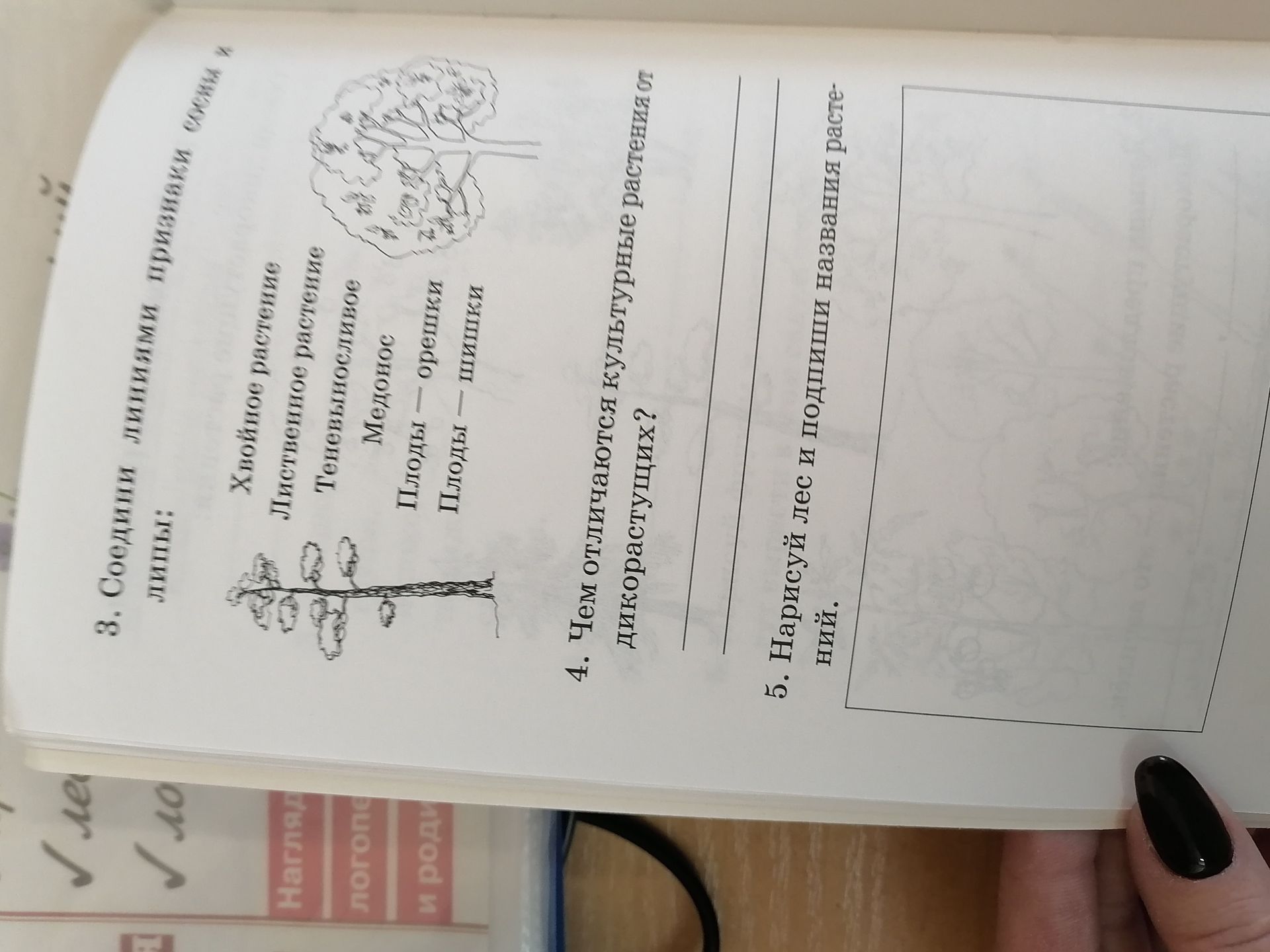 Фото задания: 5. Нарисуй лес и подпиши названия растений.