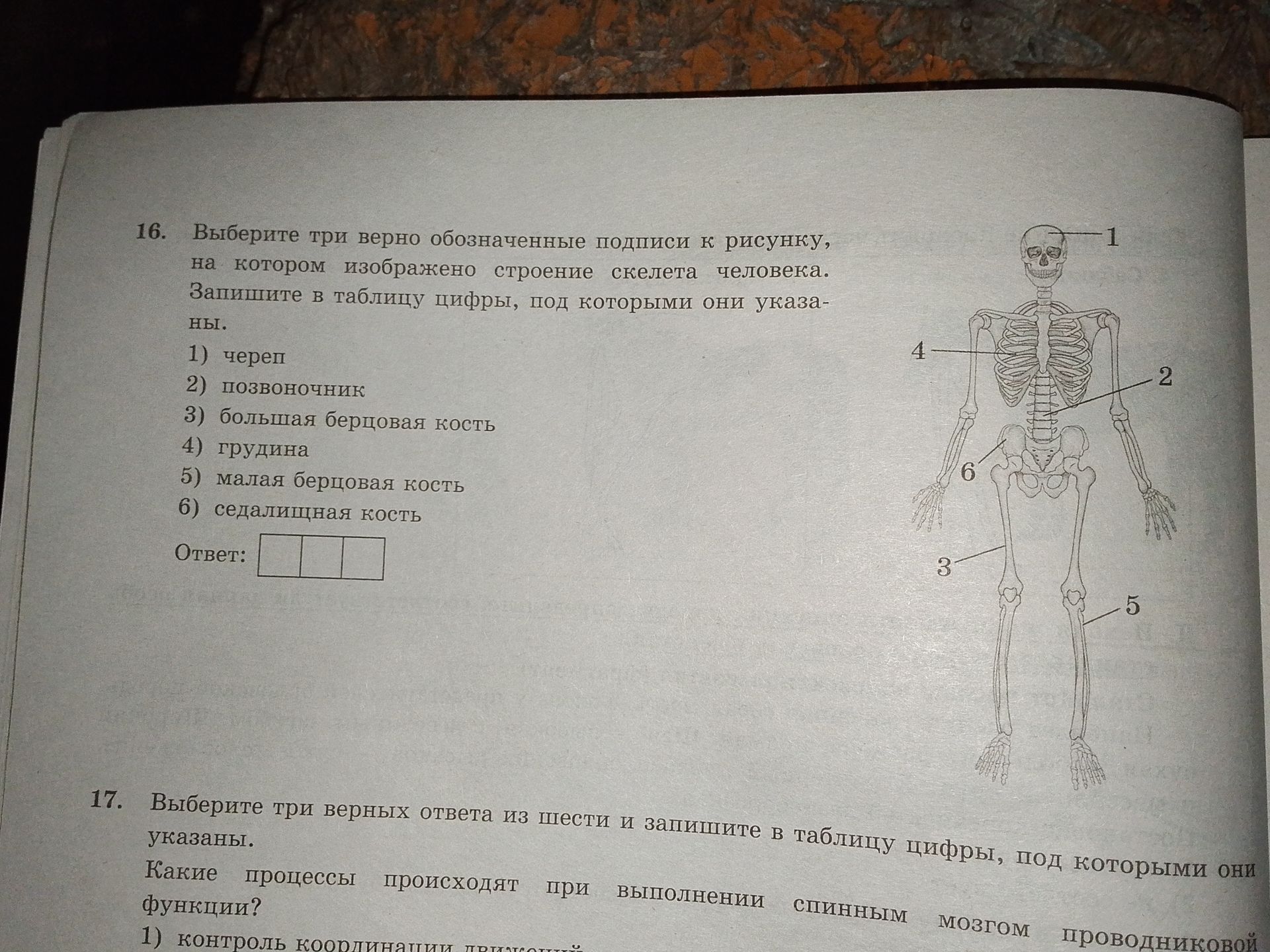 Фото задания: 16. Выберите три верно обозначенные подписи к рисунку, на котором изображено строение скелета человека. Запишите в таблицу…