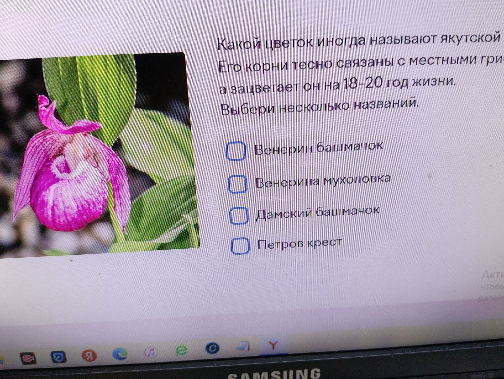 Фото задания: Какой цветок иногда называют якутской [текст обрезан]? Его корни тесно связаны с местными гри[текст обрезан], а зацветает…