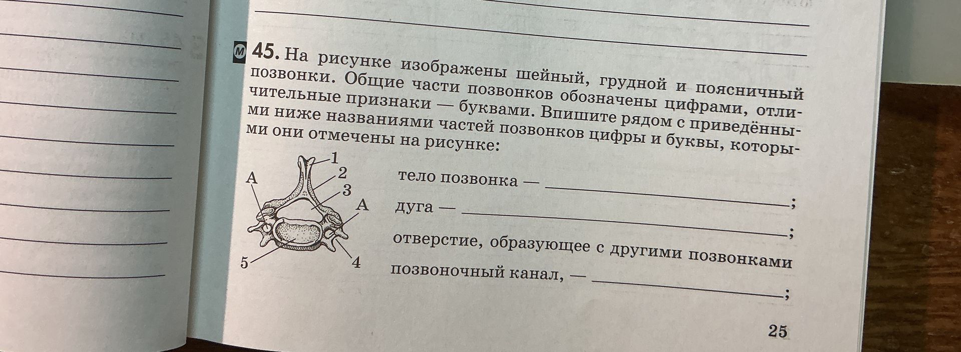 Фото задания: 45. На рисунке изображены шейный, грудной и поясничный позвонки. Общие части позвонков обозначены цифрами, отличительные…