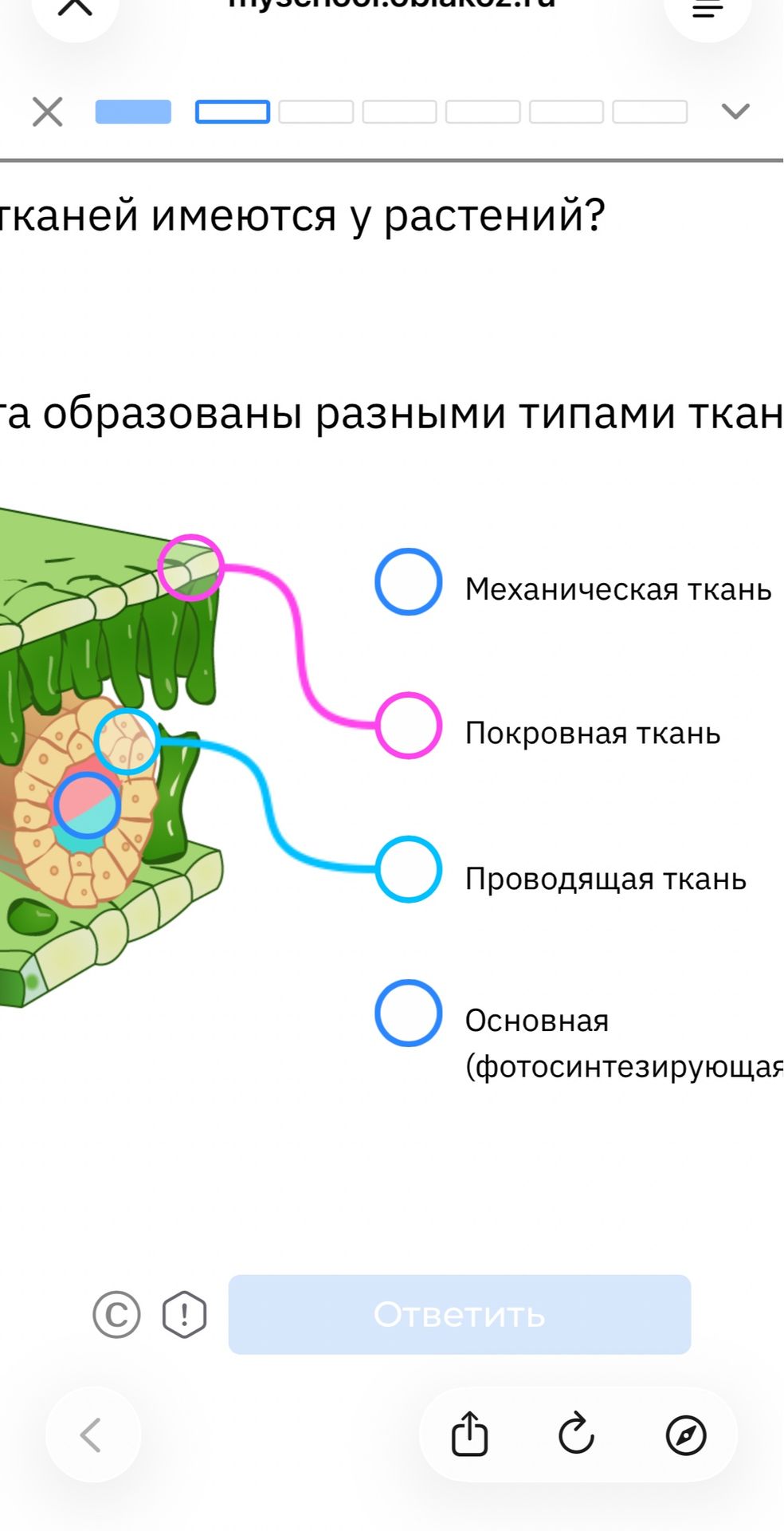 Фото задания: Какие ткани имеются у растений? На рисунке соотнесите ткани с соответствующими участками растения: механическая, покровная,…