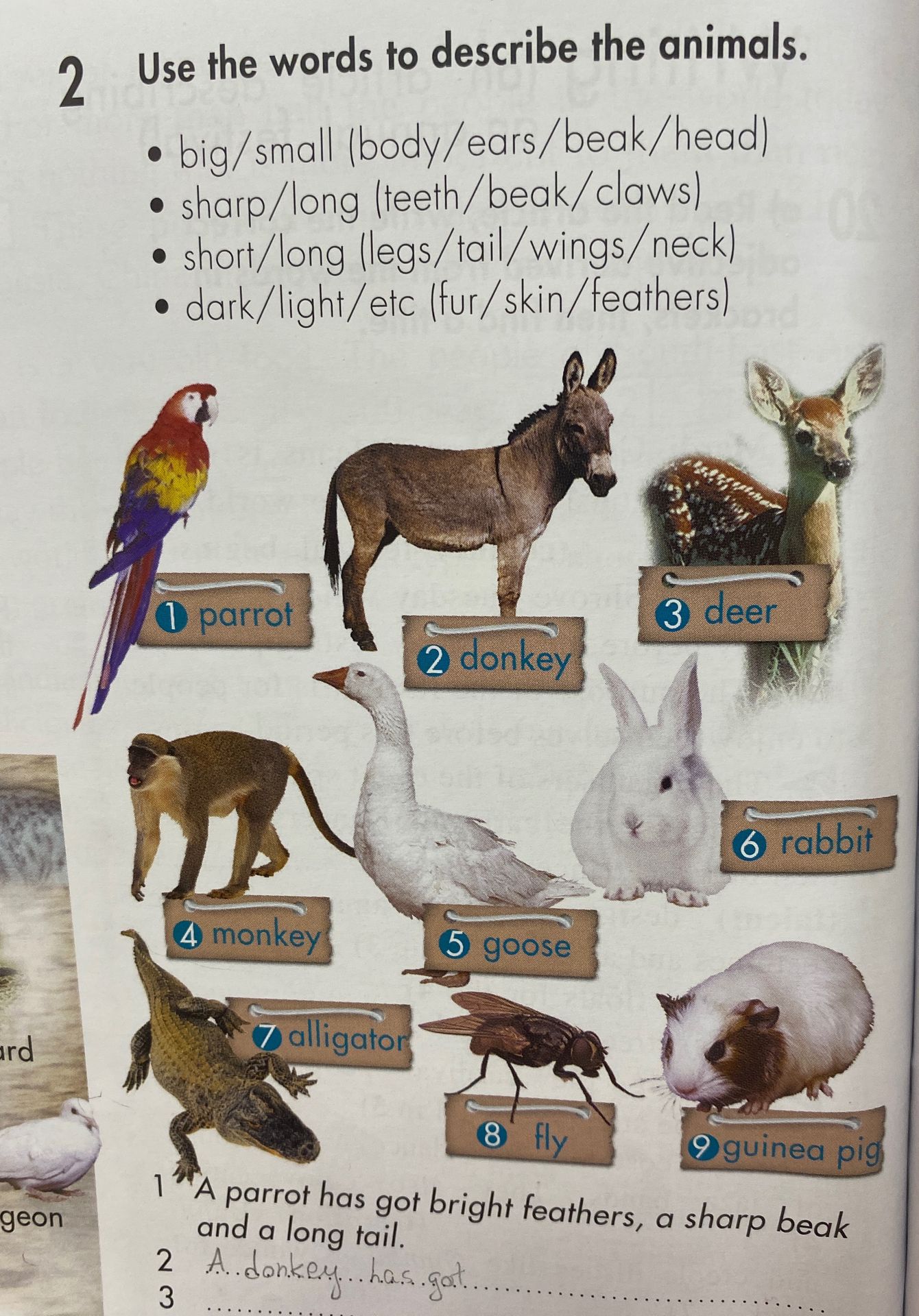 Фото задания: 2. Use the words to describe the animals. (big/small (body/ears/beak/head); sharp/long (teeth/beak/claws); short/long…