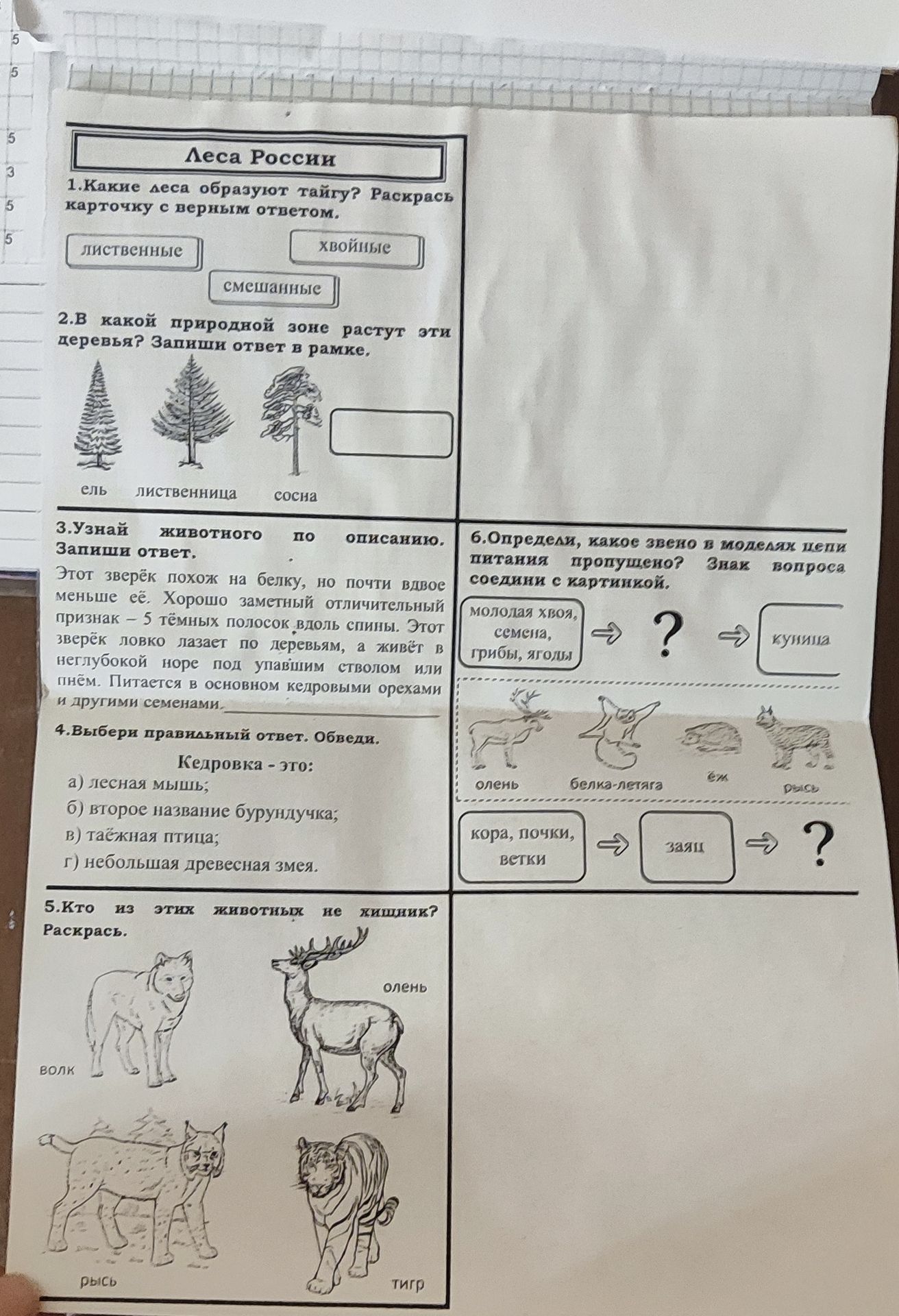 Фото задания: 2. В какой природной зоне растут эти деревья? Запиши ответ в рамке. Ель, лиственница, сосна.