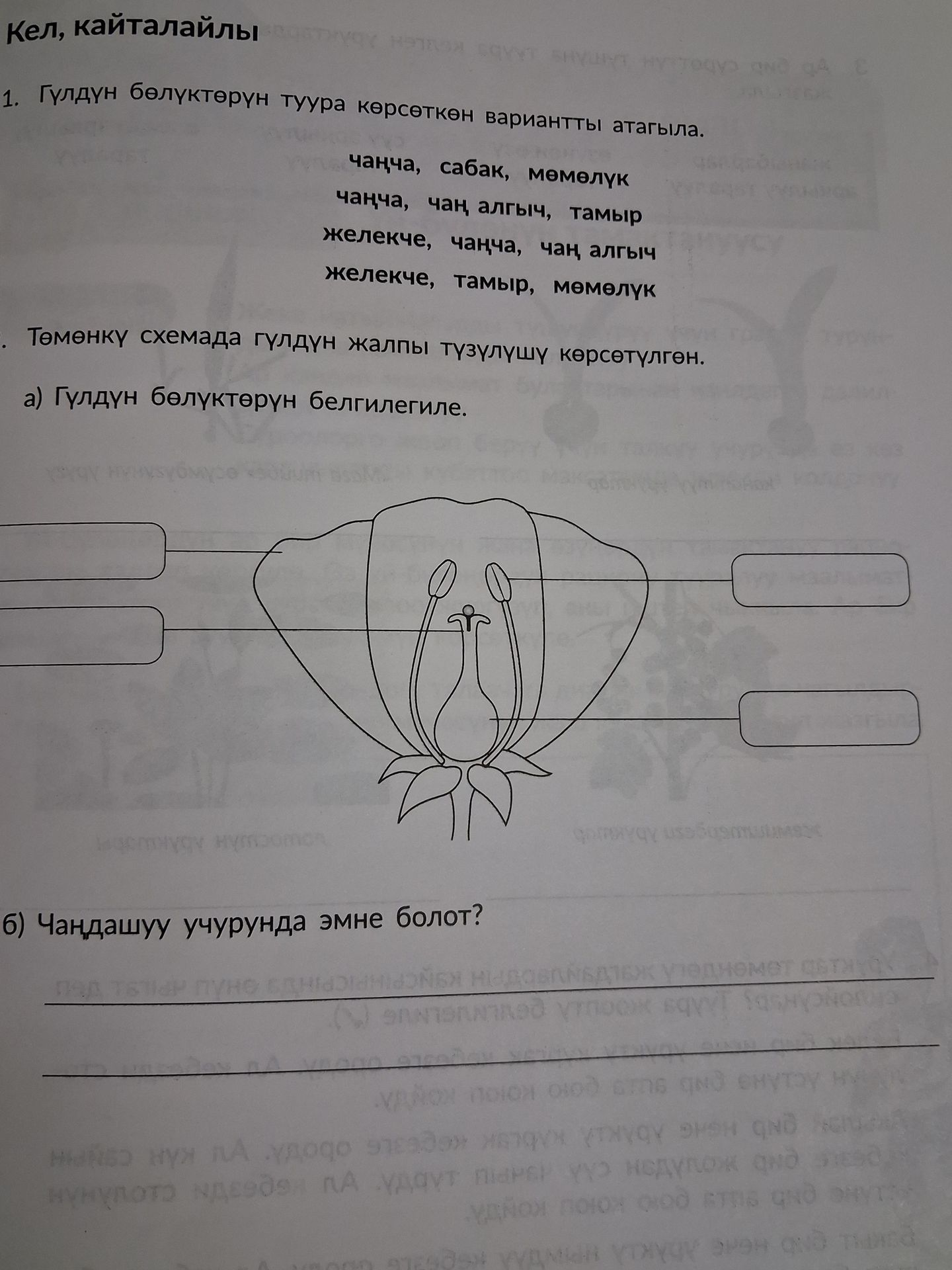 Фото задания: 1. Гүлдүн бөлүктөрүн туура көрсөткөн вариантты атагыла. а) Гүлдүн бөлүктөрүн белгилегиле. б) Чаңдашуу учурунда эмне болот?