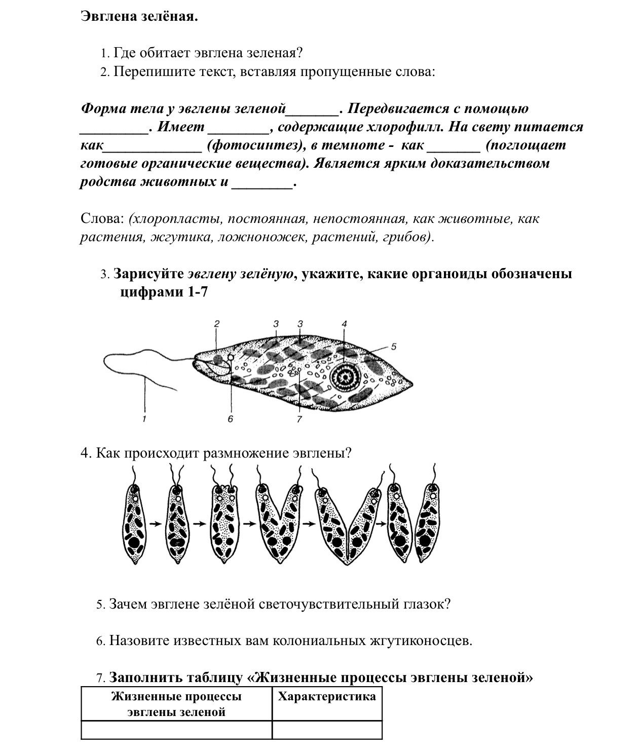 Фото задания: 4. Как происходит размножение эвглены?