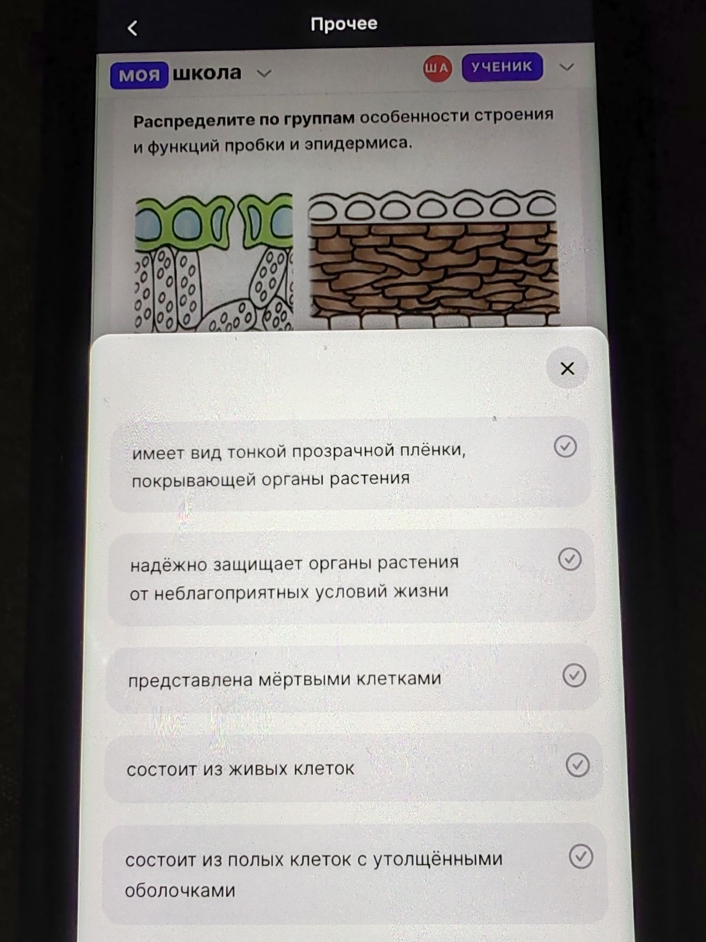 Фото задания: Распределите по группам особенности строения и функций пробки и эпидермиса: имеет вид тонкой прозрачной плёнки, покрывающей…