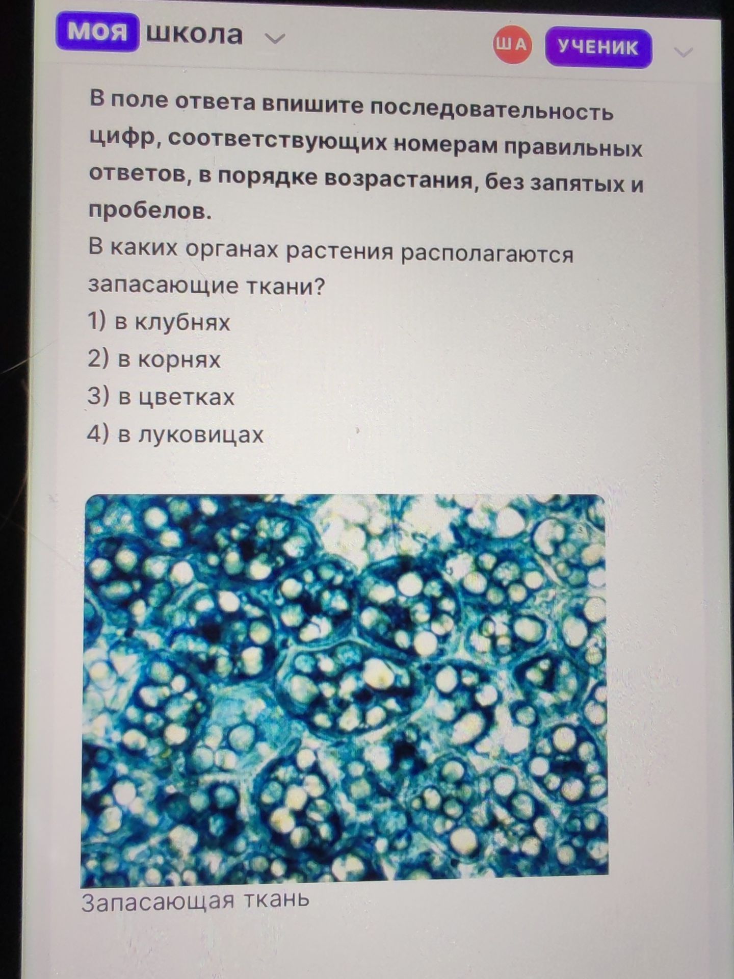 Фото задания: В каких органах растения располагаются запасающие ткани? 1) в клубнях; 2) в корнях; 3) в цветках; 4) в луковицах.