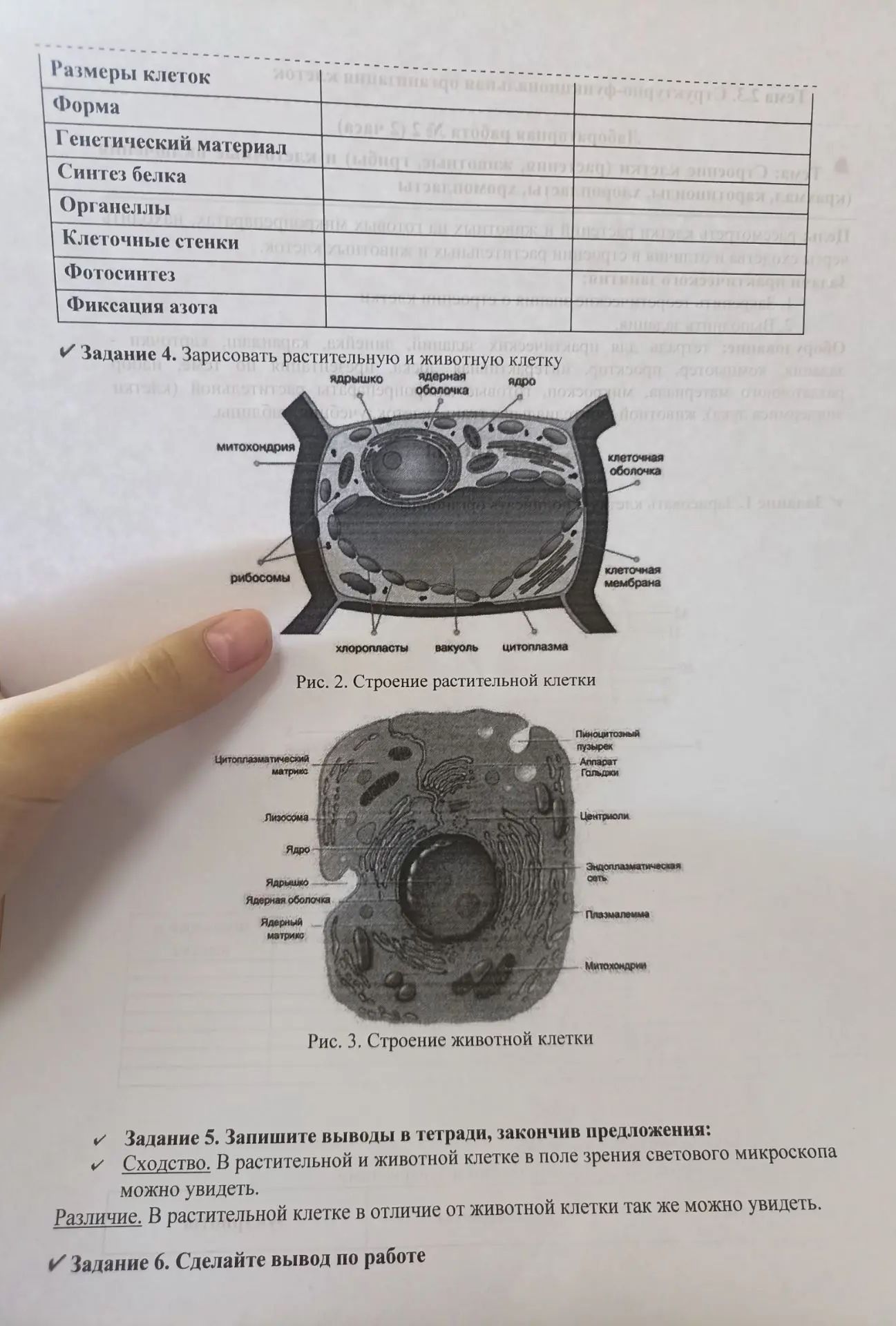Фото задания: Задание 6. Сделайте вывод по работе.