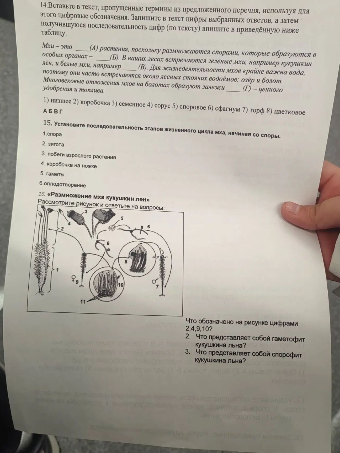 Фото задания: 15. Установите последовательность этапов жизненного цикла мха, начиная со споры: 1. спора; 2. зигота; 3. побеги взрослого…