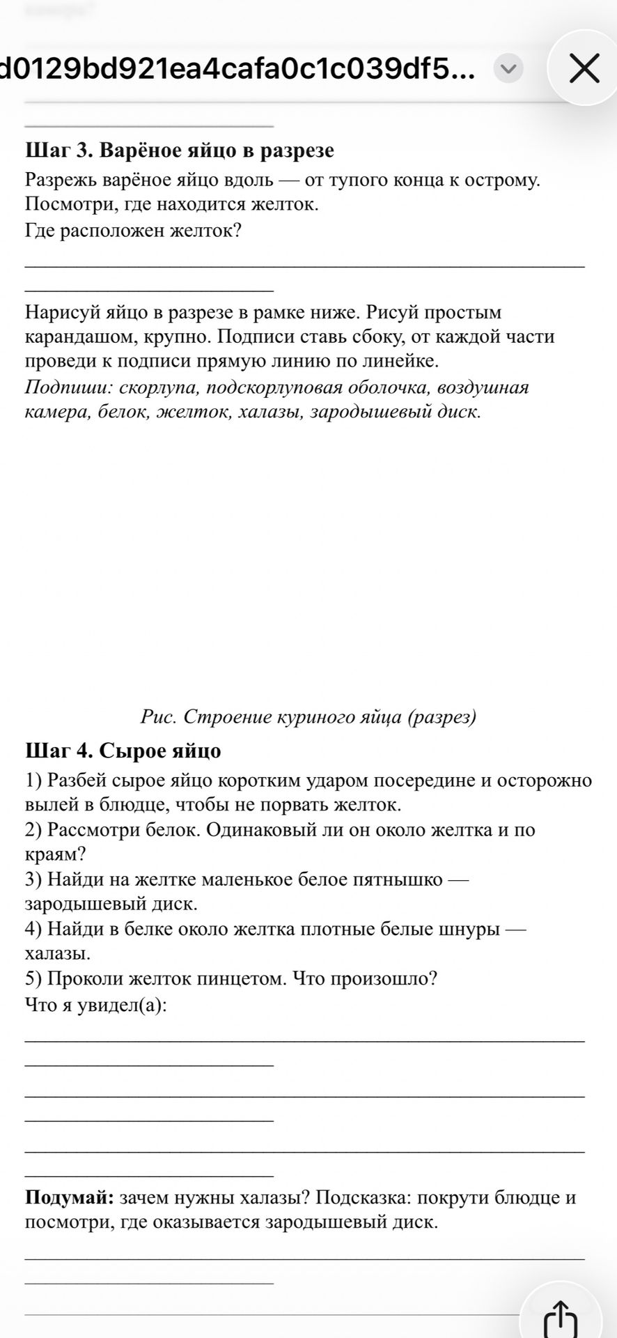 Фото задания: Шаг 4. Сырое яйцо. 1) Разбей сырое яйцо коротким ударом посередине и осторожно вылей в блюдо, чтобы не порвать желток. 2)…